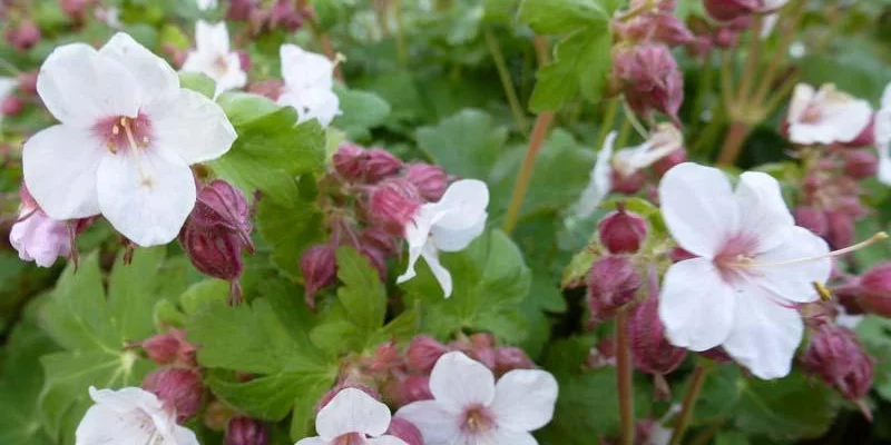 GERANIUM macrorrhizum 'Spessart' - Géranium vivace macrorrhizum 'Spessart'