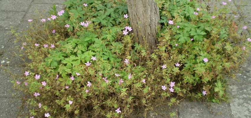 GERANIUM macrorrhizum 'Spessart' - Géranium vivace macrorrhizum 'Spessart'