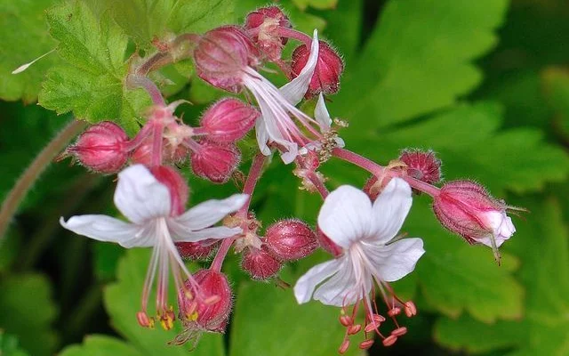 GERANIUM macrorrhizum 'Spessart' - Géranium vivace macrorrhizum 'Spessart'