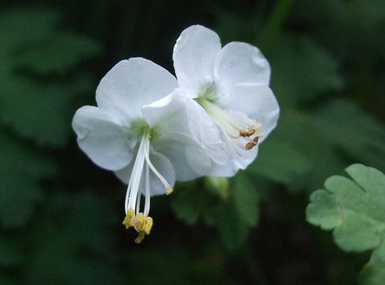 GERANIUM macrorrhizum 'White Ness' - Géranium vivace macrorrhizum 'White Ness'