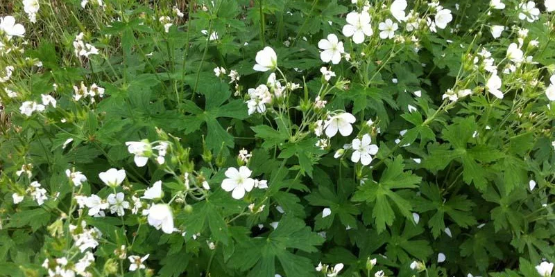 GERANIUM maculatum 'Album' - Géranium vivace maculatum 'Album'