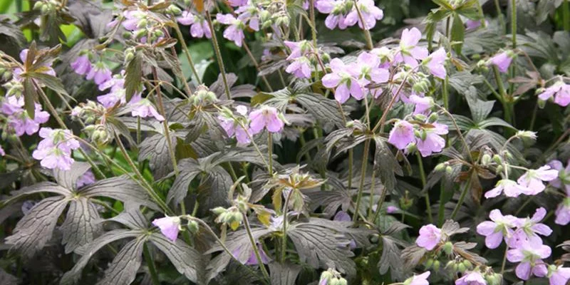 GERANIUM maculatum 'Espresso' - Géranium vivace maculatum 'Espresso'