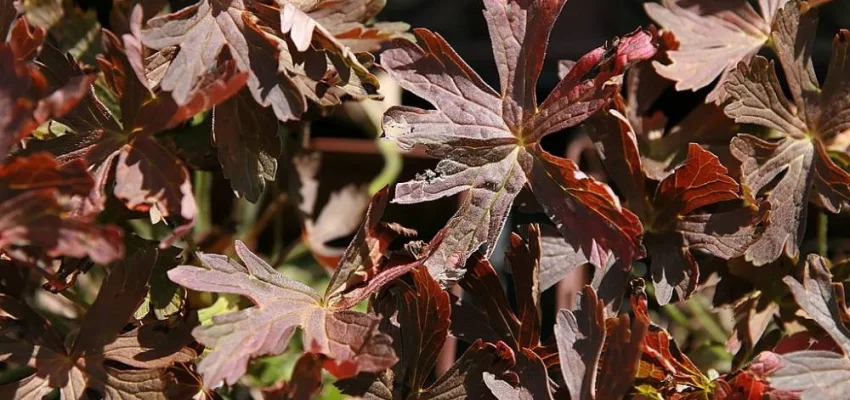 GERANIUM maculatum 'Espresso' - Géranium vivace maculatum 'Espresso'