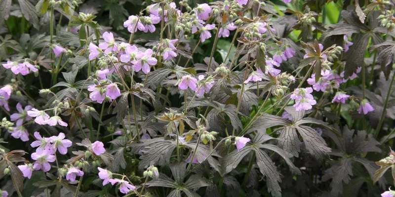 GERANIUM maculatum 'Espresso' - Géranium vivace maculatum 'Espresso'