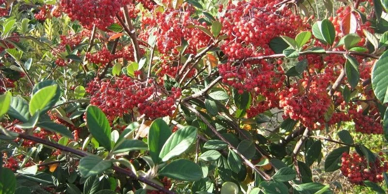 COTONEASTER lacteus - Cotonéaster laiteux