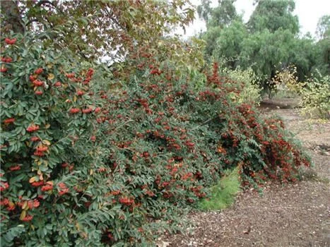 COTONEASTER lacteus - Cotonéaster laiteux