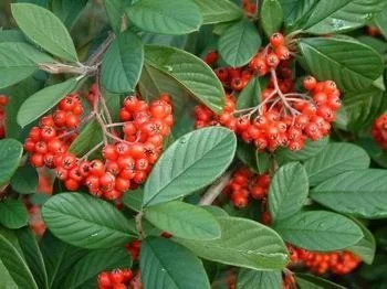 COTONEASTER lacteus - Cotonéaster laiteux