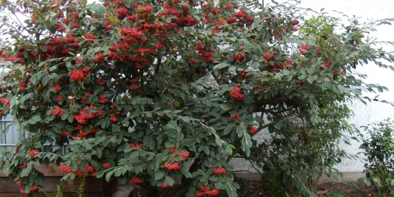 COTONEASTER lacteus - Cotonéaster laiteux