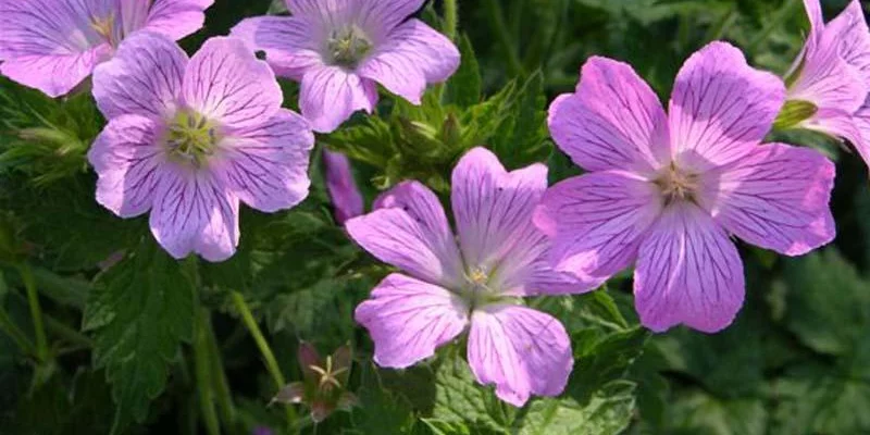 GERANIUM oxonianum 'Claridge Druce' - Géranium vivace oxonianum 'Claridge Druce'