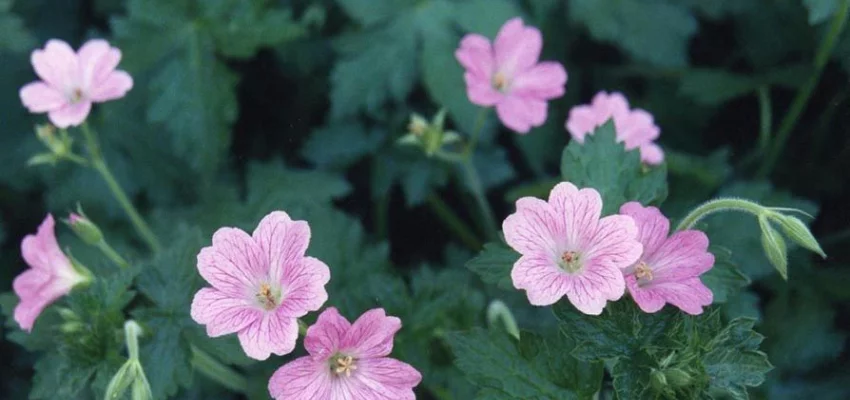 GERANIUM oxonianum 'Claridge Druce' - Géranium vivace oxonianum 'Claridge Druce'