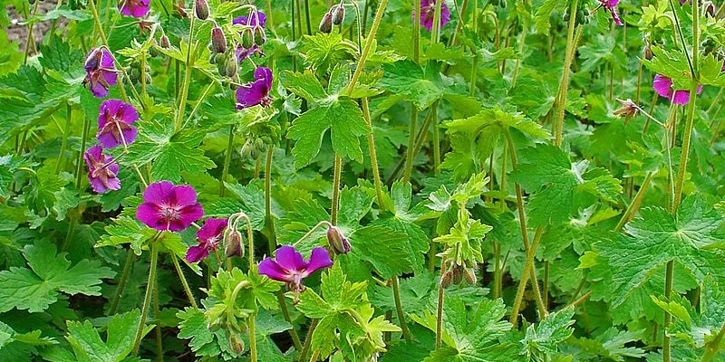 GERANIUM phaeum - Géranium vivace, Géranium livide