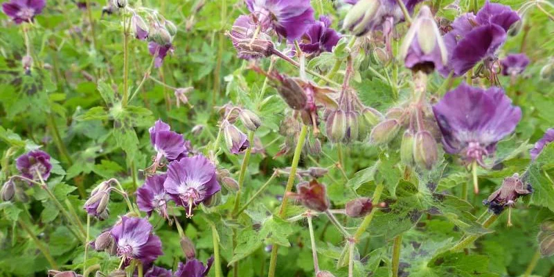 GERANIUM phaeum - Géranium vivace, Géranium livide