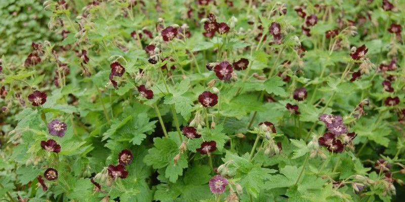 GERANIUM phaeum - Géranium vivace, Géranium livide