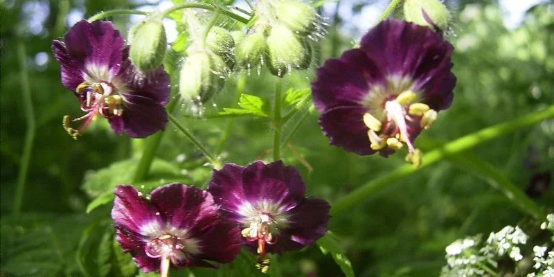 GERANIUM phaeum - Géranium vivace, Géranium livide