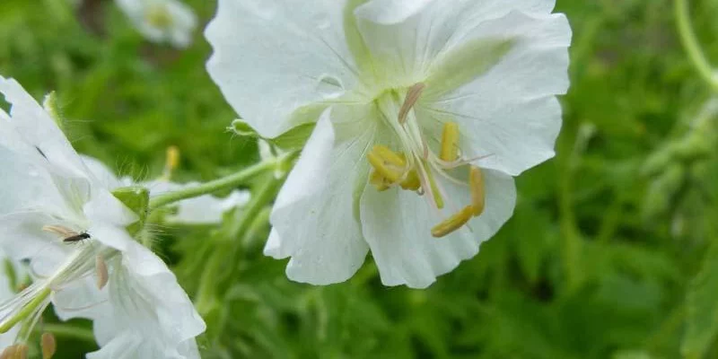 GERANIUM phaeum 'Album'