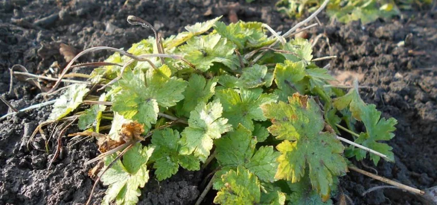 GERANIUM phaeum 'Album'