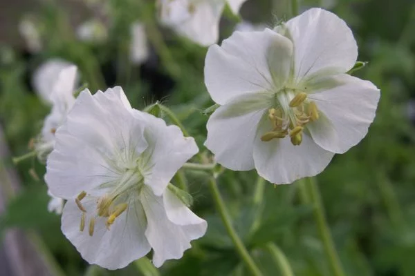 GERANIUM phaeum 'Album'