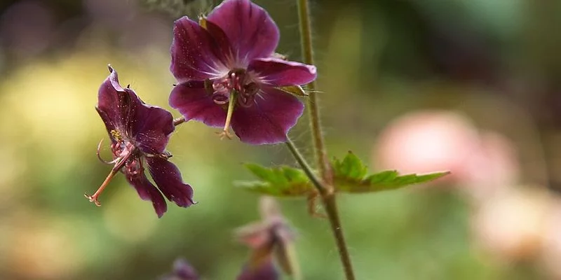 GERANIUM phaeum 'Samobor'