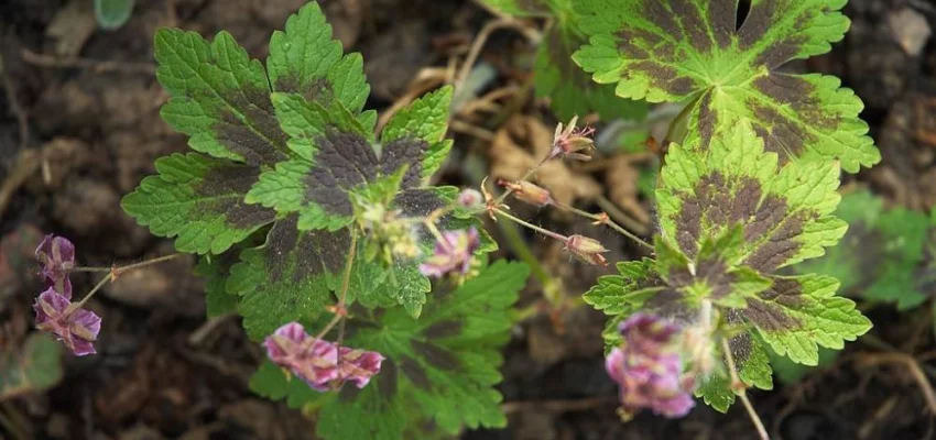 GERANIUM phaeum 'Samobor'