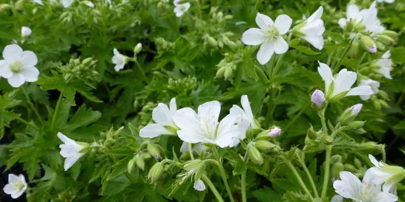 GERANIUM sylvaticum 'Album' - Géranium vivace sylvaticum 'Album'