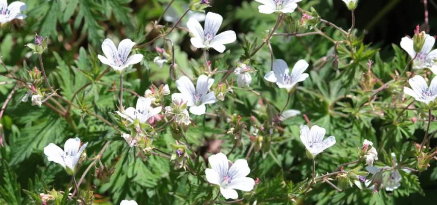 GERANIUM sylvaticum 'Album' - Géranium vivace sylvaticum 'Album'