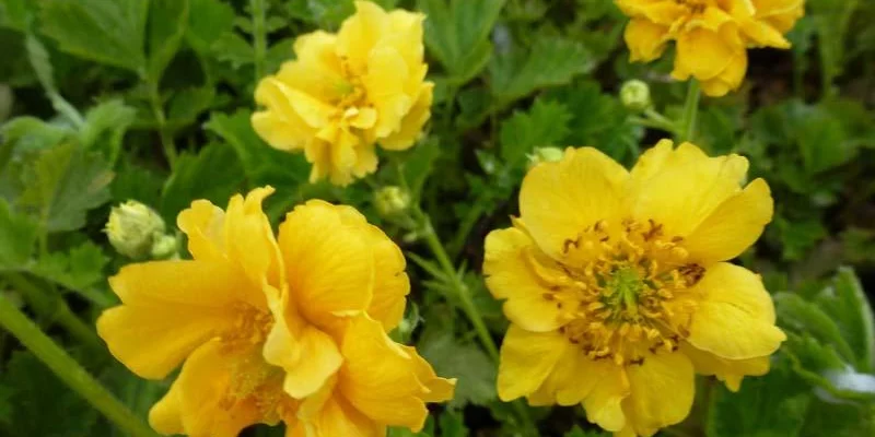 GEUM chiloense 'Lady Stratheden' - Benoîte