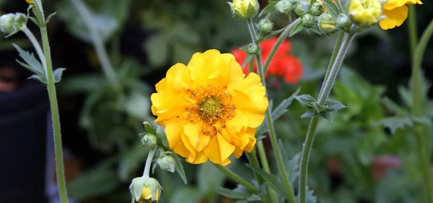 GEUM chiloense 'Lady Stratheden' - Benoîte