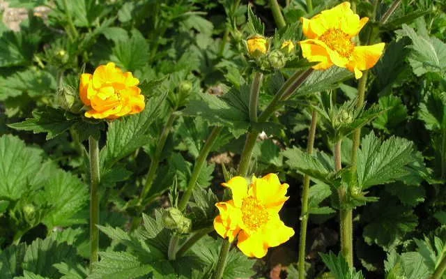 GEUM chiloense 'Lady Stratheden' - Benoîte