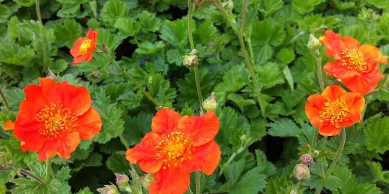 GEUM coccineum 'Borisii' - Benoîte