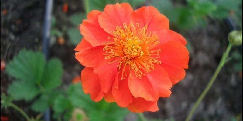 GEUM coccineum 'Borisii' - Benoîte