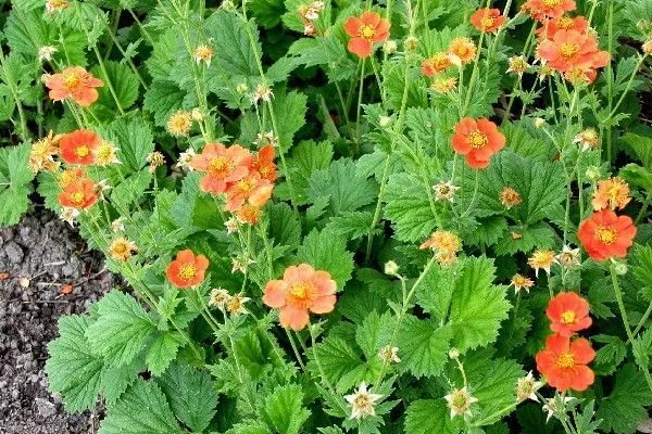 GEUM coccineum 'Borisii' - Benoîte