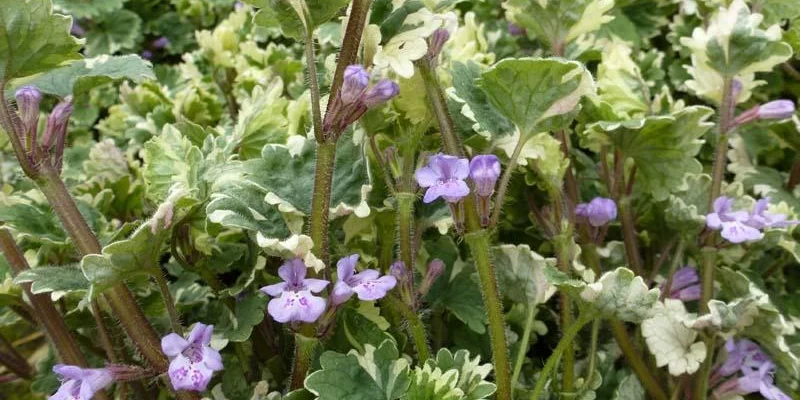 GLECHOMA hederacea 'Variegata' - Lierre terrestre