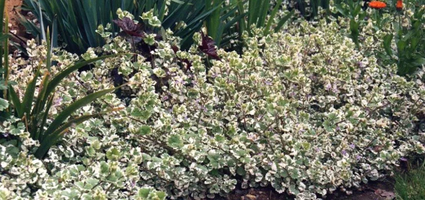 GLECHOMA hederacea 'Variegata' - Lierre terrestre