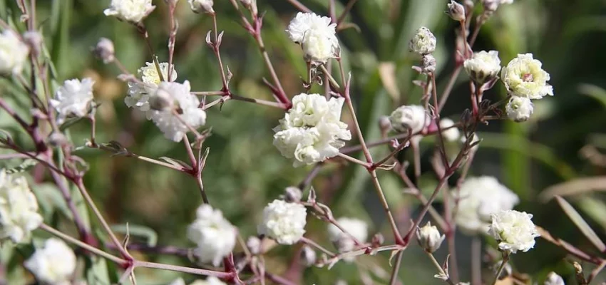 GYPSOPHILA paniculata 'Bristol Fairy' - Gypsophile