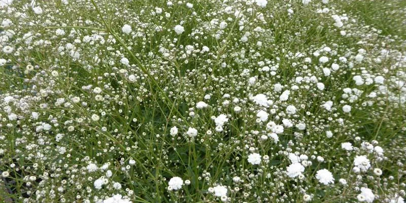 GYPSOPHILA paniculata 'Bristol Fairy' - Gypsophile