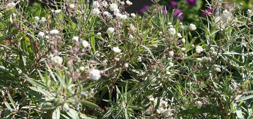 GYPSOPHILA paniculata 'Bristol Fairy' - Gypsophile