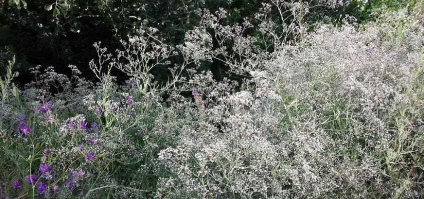 GYPSOPHILA paniculata 'Bristol Fairy' - Gypsophile