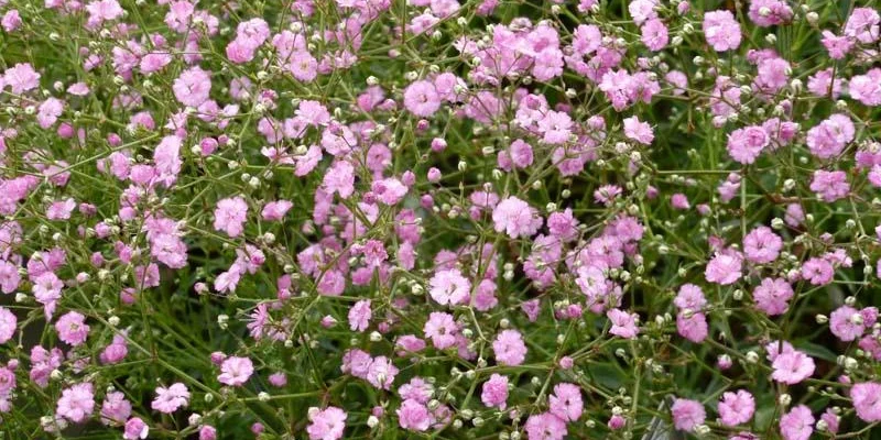 GYPSOPHILA paniculata 'Flamingo' - Gypsophile