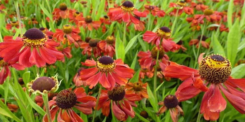 HELENIUM 'Kupferzwerg' - Hélénie