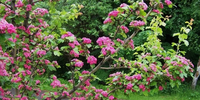 CRATAEGUS laevigata Paul's Scarlet' - Aubépine