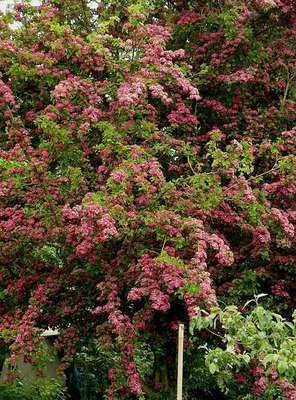 CRATAEGUS laevigata Paul's Scarlet' - Aubépine