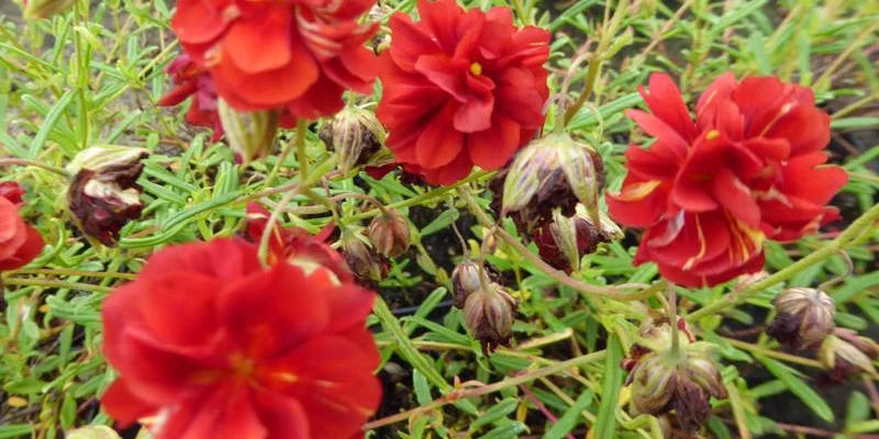 HELIANTHEMUM 'Amabile Plenum' - Hélianthème double rouge