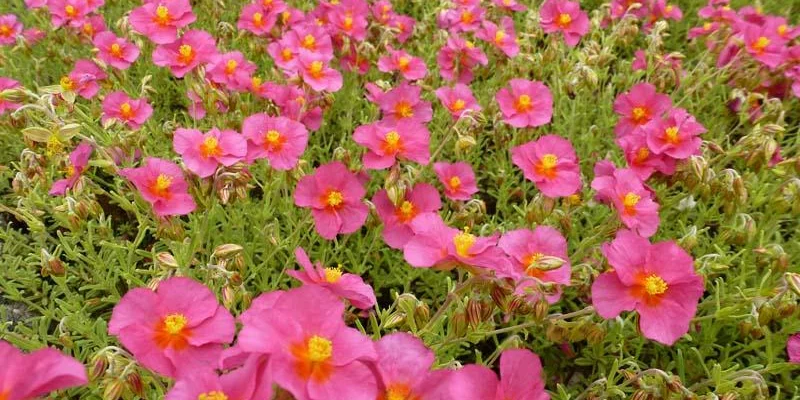 HELIANTHEMUM 'Ben Hope' - Hélianthème rose