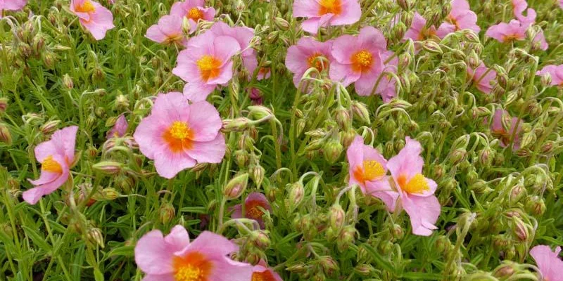 HELIANTHEMUM 'Lawrenson's Pink' - Hélianthème rose