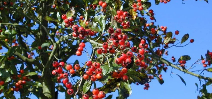 CRATAEGUS lavallei 'Carrierei' - Aubépine à fleurs 'Carrieiri'