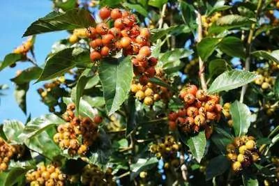 CRATAEGUS lavallei 'Carrierei' - Aubépine à fleurs 'Carrieiri'