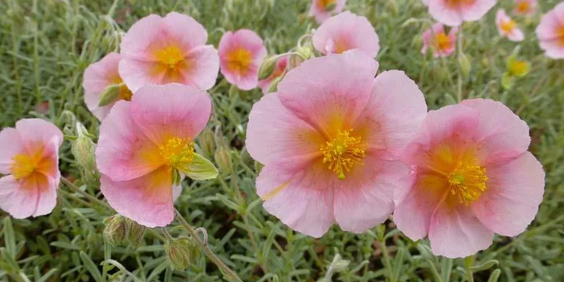 HELIANTHEMUM 'Wisley Pink' - Hélianthème rose