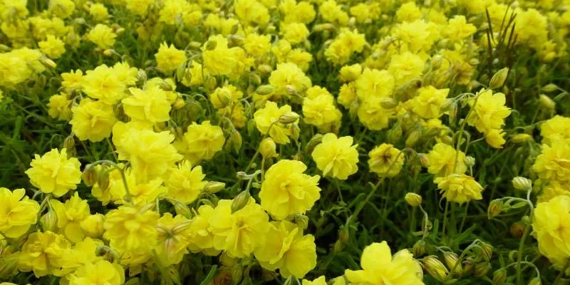 HELIANTHEMUM 'Sulphureum Plenum' - Hélianthème double jaune