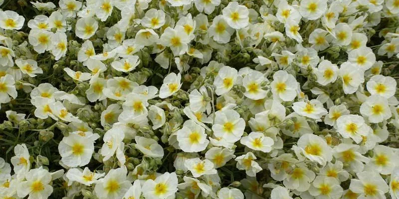 HELIANTHEMUM 'The Bride' - Hélianthème blanc