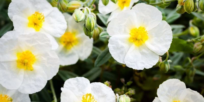 HELIANTHEMUM 'The Bride' - Hélianthème blanc